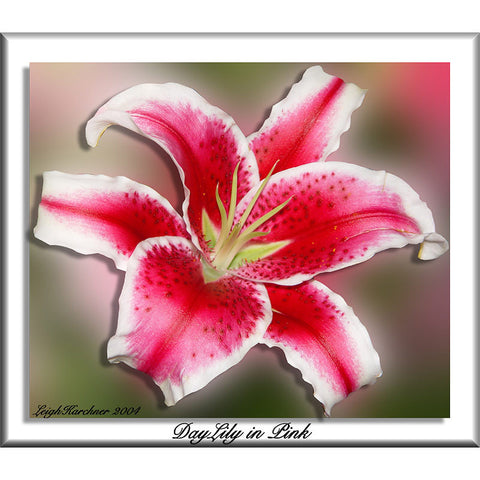 Daylily In Pink Print