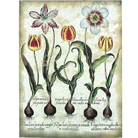 Botanicals Canvas Art Print