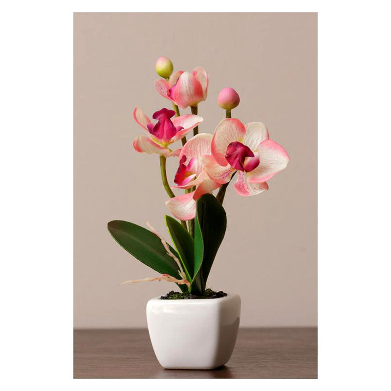 phalaenopsis cream pink in white decorator potted orchid plant
